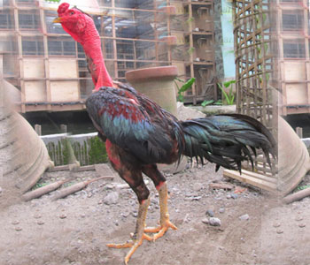Ayam Bangkok Termahal