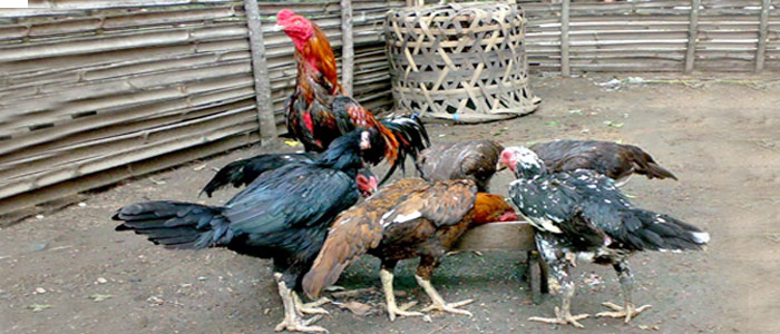 Persiapan Utama Memulai Usaha Ternak Ayam Bangkok