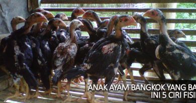 5 Ciri Fisik Anak Ayam Bangkok Aduan Cetak Juara