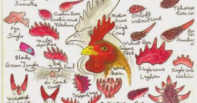Jenis dan Ciri-ciri Jengger Ayam Aduan Terbaik real