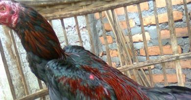 Tips Mengobati Ayam Aduan Yang Terkena Kurap