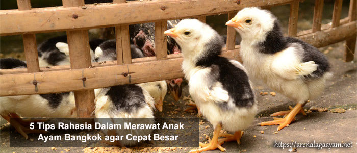 5 Tips Rahasia Dalam Merawat Anak Ayam Bangkok Agar Cepat Besar