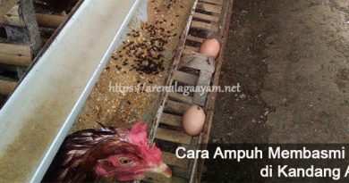 Tips Ampuh Dalam Membasmi Lalat di Kandang Ayam Bangkok