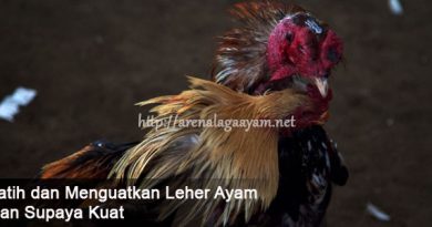 Tips Melatih dan Menguatkan Leher Ayam Aduan Supaya Kuat