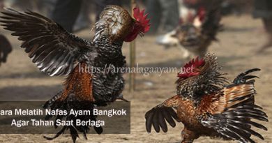 Pelatihan Memperpanjang Nafas Ayam Bangkok