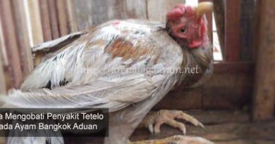 Penyakit Tetelo Pada Ayam Bangkok Aduan