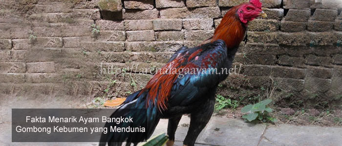 Ayam Bangkok Gombong Kebumen