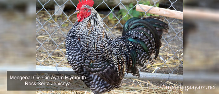 Ciri Ayam Plymouth Rock