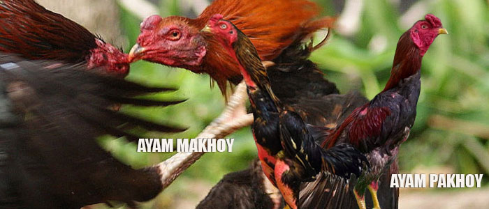 Perbedaan Ayam Pakhoy Dan Ayam Makhoy