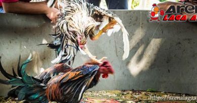 3 Jenis Pukulan Mematikan Ayam Bangkok