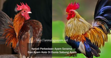 Perbedaan Ayam Serama Dan Ayam Kate