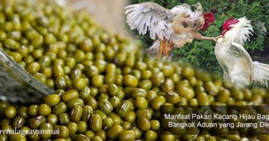 Manfaat Kacang Hijau Bagi Ayam Bangkok Aduan