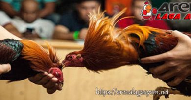 Meningkatkan Pukulan Ayam Bangkok Aduan