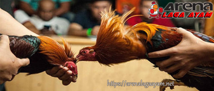 Meningkatkan Pukulan Ayam Bangkok Aduan