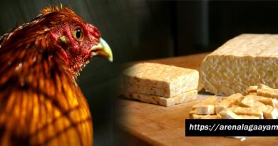 Manfaat Tempe Bagi Ayam