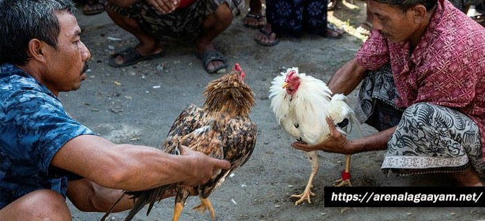 Ayam Aduan Sering Ditarungkan