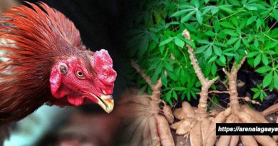 Manfaat Singkong Bagi Ayam Bangkok