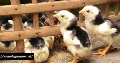 Pakan Anak Ayam Bangkok Berkualitas