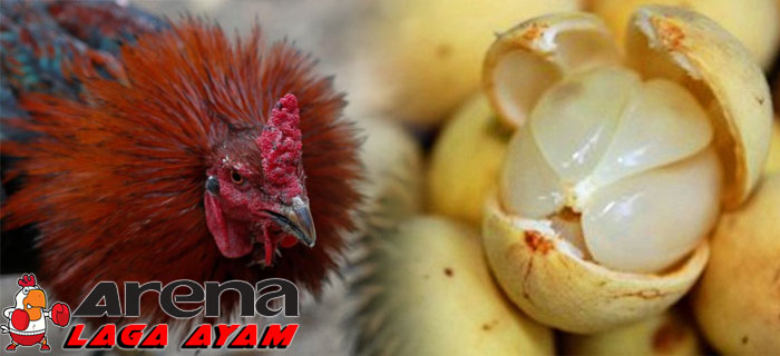 Khasiat Buah Duku Bagi Ayam Bangkok