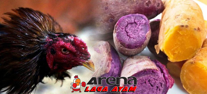 Pakan Ubi Rebus Bagi Ayam Bangkok