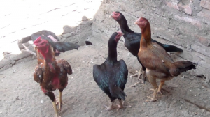 Cara Mengawinkan Ayam Bangkok dengan Metode Flock Mating