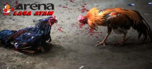 Ciri Jalu Ayam Bangkok Pembunuh