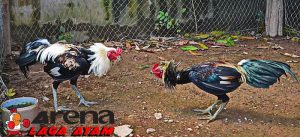 Kesalahan Perawatan Ayam Bangkok