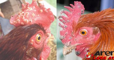 Penyembuhan Penyakit Kutil Ayam Bangkok