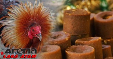 Manfaat Gula Merah Bagi Ayam Bangkok