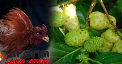 Manfaat Mengkudu Bagi Ayam Bangkok