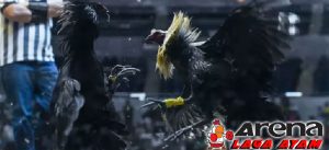 Ayam Bangkok Kaki Hitam