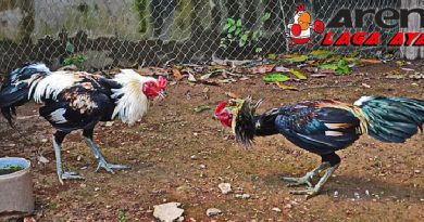 Kelebihan Ayam Siam Petarung