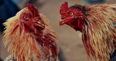 Perawatan Khusus Untuk Ayam Bangkok Usai Bertarung