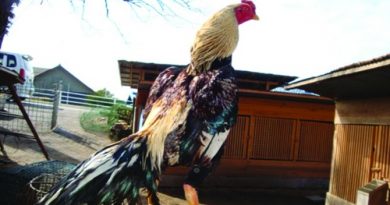 Tips Menjaga Dan Merawat Bulu Ayam Bangkok Tetap Indah