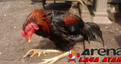 Penyebab Ayam Bangkok Lemas