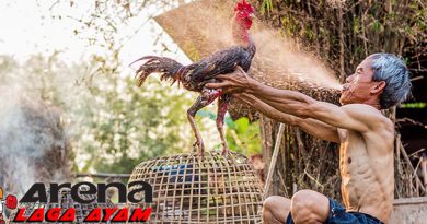 Perawatan Rutin Ayam Bangkok