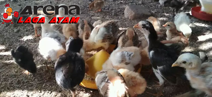 Ciri Anak Ayam Bangkok Berkualitas