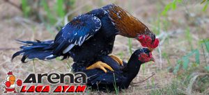 Tips Mengawinkan Ayam Bangkok
