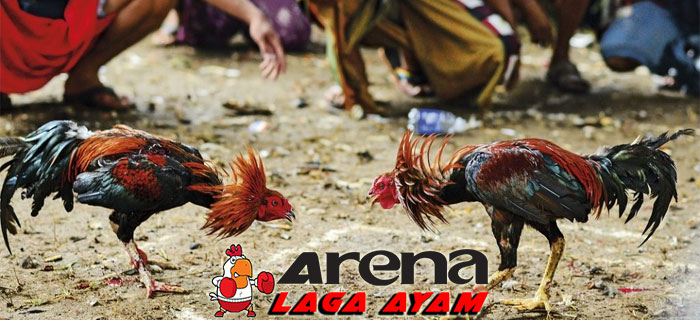 Ayam Petarung Indonesia Asli