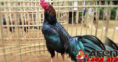 Kehebatan Ayam Bangkok Ciparage