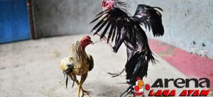 Kehebatan Ayam Bangkok Kaki Panjang