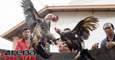 Kelebihan Ayam Bangkok Shamo