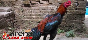 Kelebihan Ayam Bangkok Gombong