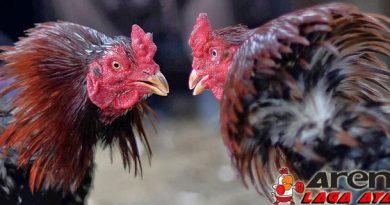 Kelebihan Hingga Kelemahan Ayam Bangkok
