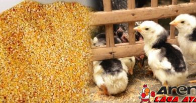 Manfaat Jagung Giling Untuk Anak Ayam
