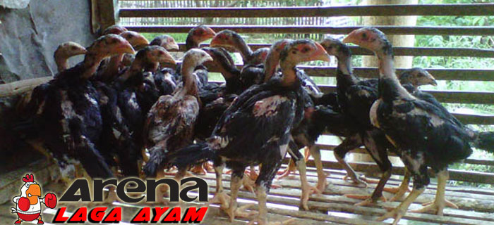 Perbedaan Anak Ayam Bangkok