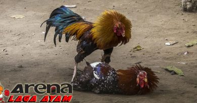Ciri Fisik Ayam Bangkok Pukul Mati