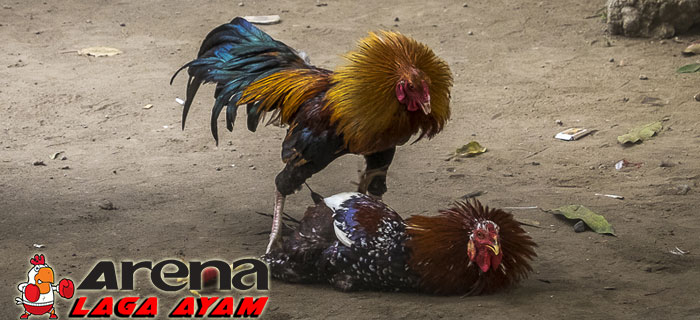 Ciri Fisik Ayam Bangkok Pukul Mati