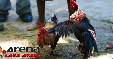 Alat Latihan Ayam Bangkok