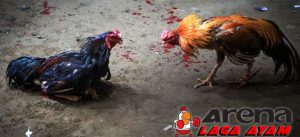 Tips Menjadikan Ayam Bangkok Agresif